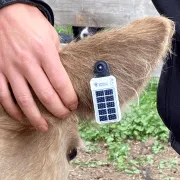 gsatrancher_eartag_cattle.webp