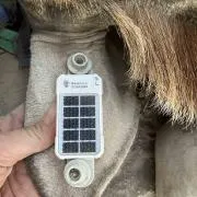 gsatsolar_giraffe.webp