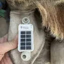 gsatsolar_giraffe.webp