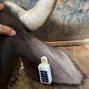 gsatsolar_waterbuffalo.webp