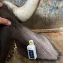 gsatsolar_waterbuffalo.webp